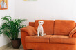 © Daniel Zapata/Stocksy - Pet on a couch in the living room.