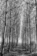 Alley Of Flowering Trees - Black And White