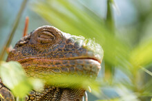 Close-up Portrait Of An Iguana