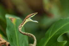 Close-up Portrait Of A Snake 