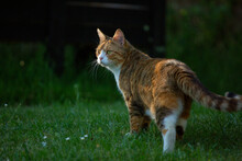 A Prowling Ginger Calico Tabby Cat In The Late Afternoon