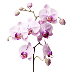 Sticker - Background with purple and white orchids