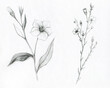 © Liliya Rodnikova/Stocksy - Flax flower drawing