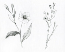 Flax Flower Drawing