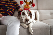 Pointer Breed Dog With Christmas Costume At Home