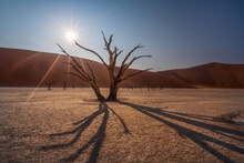 Dead Tree In Deadvlei, Sossusvlei, Namib-Naukluft Park, Namibia