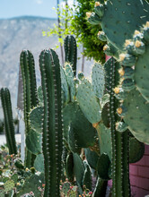 Cactus In Palm Springs