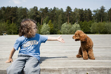 Little Boy And Poodle Puppy In A Park