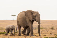 Mother And Baby Elephant Portrait  