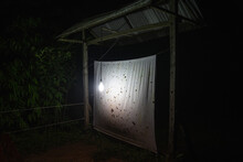 Light Trap For Insects