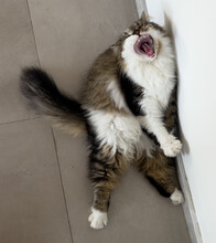Crazy Cat Roaring :)