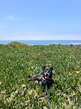 A Small Black Dog Sitting In The Middle Of A Field Of Green Plants