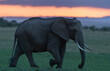 Elephant At Sunset  