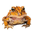 Close up of a horned frog from Surinam or the Amazon isolated on a transparent background
