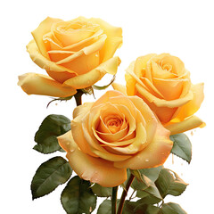 Wall Mural - yellow roses represent happiness and purity symbolizing warm feelings and friendship