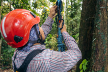 Man With Tree Climbing Equipment