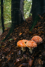 Red Mushrooms On Forest Floor
