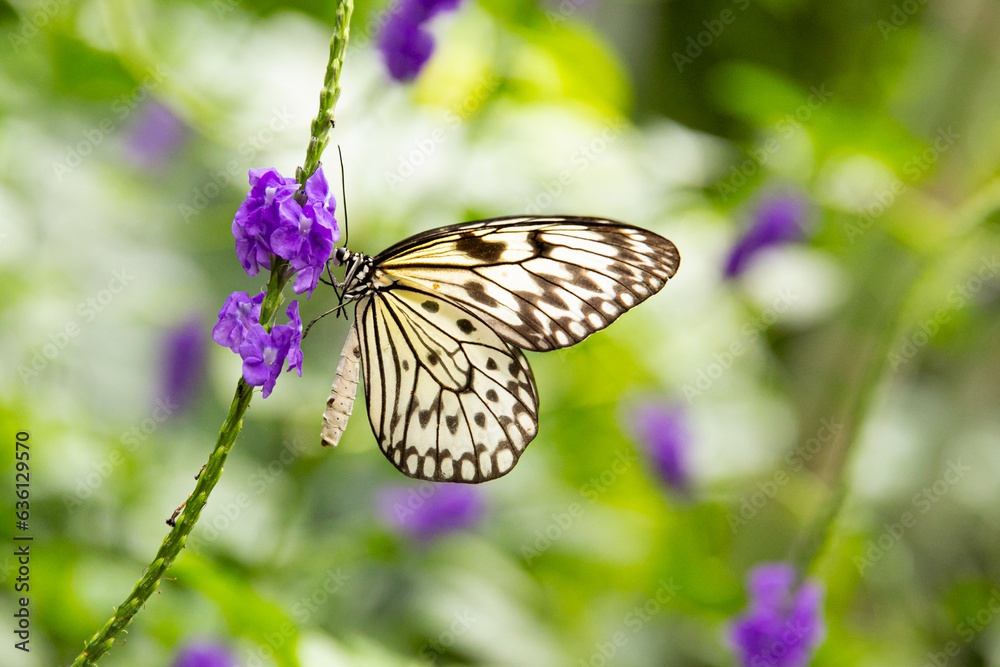 Black and white butterfly sitting on a beautiful purple flower Stock ...