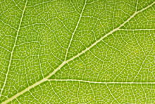 Summer Nature Green Leaves Abstract Background