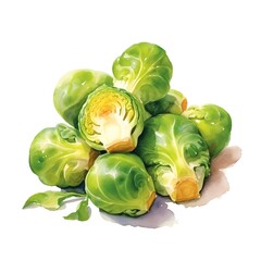 Watercolor Brussels Sprouts isolate on white background