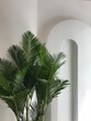 © Jeremiah Le/Stocksy - House palm tree in a modern white space