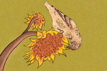 Sunflower And Bird 