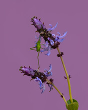 Grasshopper Full Stretch Climbing Flowers