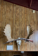Taxidermy Of Moose Head Antler  Trophy And Gun On Wood Panel Wall 
