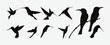 © Metavector  - Graceful Hummingbird Silhouettes, A Captivating Collection of Avian Elegance in Flight