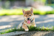 Japanese dog of japanese breed inu running fast in a green field. Beautiful Red baby Shiba Inu Dog Outdoor.