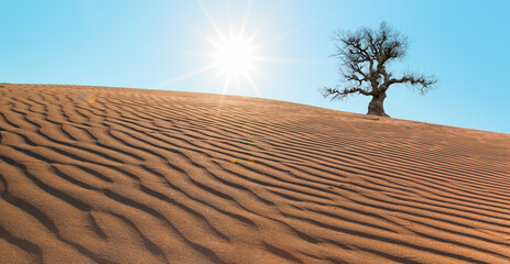 Wall Mural - Silhouette of dry tree in desert of san dune at sunset