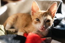 Adorable Ginger Kitten