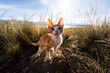 © Luis Herrera/Stocksy - Adorable Baby Cat with Orange Fur Looks at Camera