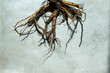 © Cara Brostrom/Stocksy - Roots