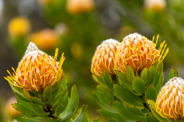 Wall Mural - Close-up of Leucospermum cuneiforme (Wartstem Pincushion)