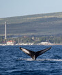 Humpback Whale Tail in front of the coastline of the historic whaling village of Lahaina Maui Hawaii 