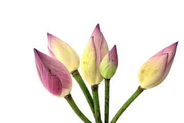 Wall Mural - pink tulips isolated on white