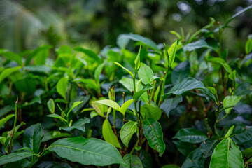 Naklejka na meble Sri Lanka tea garden - Sri Lanka morning
Beauty and rays of love