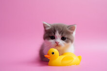 A Cute Cat Playing Rubber Duck