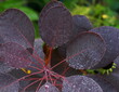 Bright and vivid Smoke Bush with drops of rain on red wine-like leaves close up.