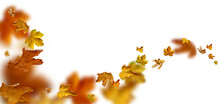 Falling Autumn Leaves As A Foreground, Png	
