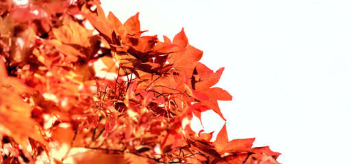 Wall Mural - closeup on beautiful red leaf of a japanese maple tree in sunny light - autumnal on white  background