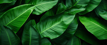 Abstract Green Leaf Texture Nature Background Tropical