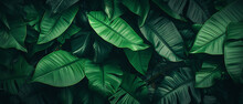 Abstract Green Leaf Texture Nature Background Tropical