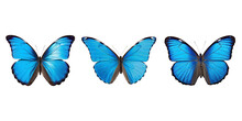 Set Of Butterflies Isolated On Transparent Background Generative AI