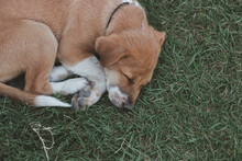 Brown Dog Sleeping On The Grass