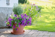 Hanging Petunias Or Surfinias Flowers And Lavender In The Pot . Summer Garden Inspiration For Container Plants.