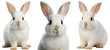 © Flowal93 - Collection of three white rabbits (portrait, sitting), animal bundle isolated on a white background as transparent PNG