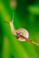 snail on a leaf