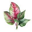 Pink caladium. Green palm leaf. Tropical plants. Watercolor botany.